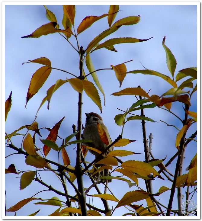 DSCF7801.jpg