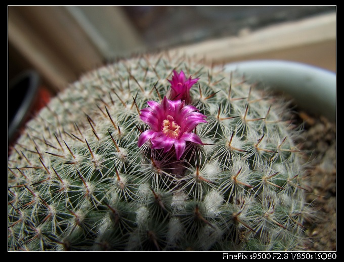 DSCF3944.JPG